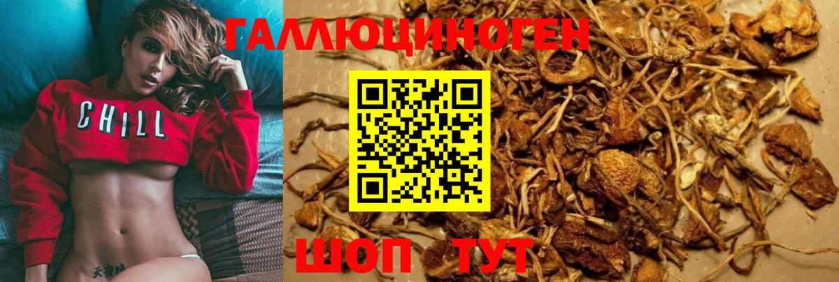 Псилоцибиновые грибы MAGIC MUSHROOMS  Псилоцибиновые грибы Psilocybe  Шали  Вход с VPN 